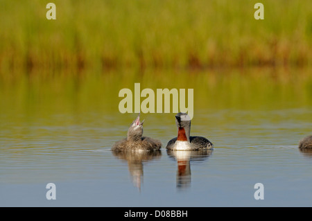 Red-throated Diver (Gavia Stellata) Erwachsenen und Küken Togther auf Wasser, Küken, betteln, Island, Juni Stockfoto