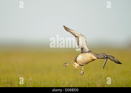 Sterntaucher (Gavia Stellata) im Sommer Zucht Gefieder, während des Fluges mit Fisch, Island, Juni Stockfoto