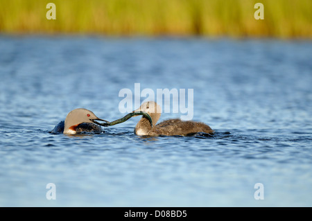 Red-throated Diver (Gavia Stellata) Erwachsenen Fütterung Küken mit Fisch auf dem Wasser, Island, Juni Stockfoto