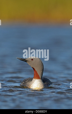 Sterntaucher (Gavia Stellata) schwimmen, im Sommer Zucht Gefieder, Island, Juni Stockfoto