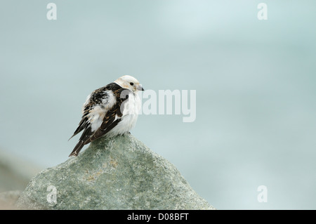 Snow Bunting (Plectrophenax Nivalis) Männchen im Sommer Zucht Gefieder, thront auf Felsen, Island, Juni Stockfoto