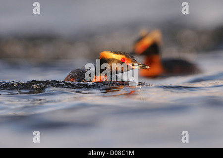 Slawonische oder Ohrentaucher (Podiceps Auritus) paar gemeinsam schwimmen, im Sommer Zucht Gefieder, Island, Juni Stockfoto