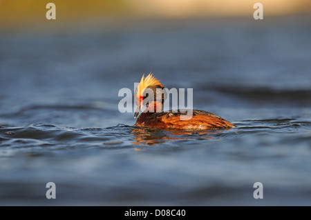 Slawonische oder Ohrentaucher (Podiceps Auritus) schwimmen, im Sommer Zucht Gefieder, Island, Juni Stockfoto