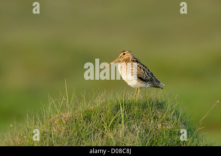 Bekassine (Gallinago Gallinago) stehend auf grasbewachsenen Hügel, Island, Juni Stockfoto