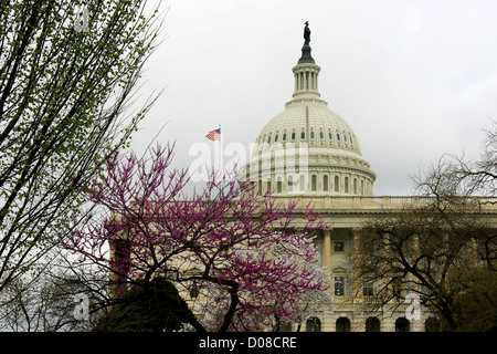 Das Capitol in Washington D.C. während der Kirschblüte Stockfoto