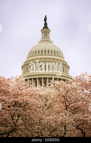 Das Capitol in Washington D.C. während der Kirschblüte Stockfoto