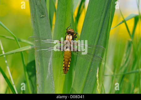 Breit-bodied Chaser Libelle (Libellula Depressa) neu entstanden Teneral, ruht auf Vegetation, Oxfordshire, England, Mai Stockfoto