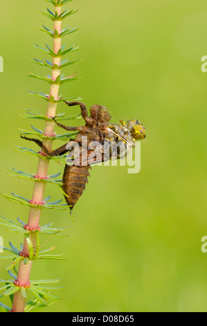 Breit-bodied Chaser Libelle (Libellula Depressa) entstehen aus Larven, Oxfordshire, England, Mai Stockfoto