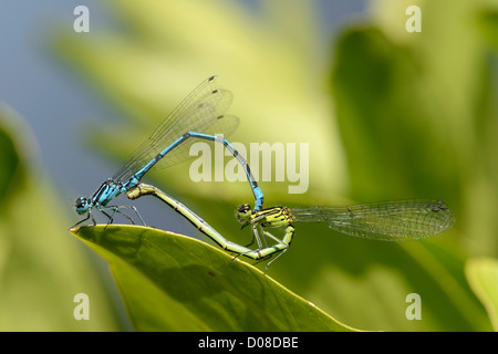 Gemeinsamen Blue Damselfly (Enallagma Cyathigerum) paar in der Paarung Rad des Blattes, Oxfordshire, England, Juli Stockfoto