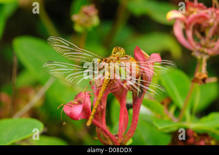 Gemeinsamen Darter Libelle (Sympetrum Striolatum) neu entstanden Teneral, Oxfordshire, England, Juni Stockfoto