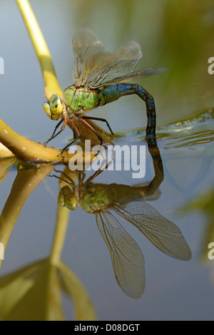 Kaiser-Libelle (Anax Imperator) weiblich Eiablage an Fieberklee Pflanze, Oxfordshire, England, August Stockfoto