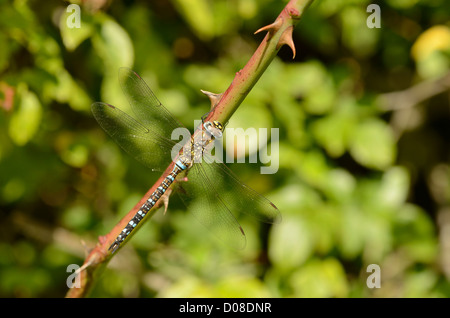 Migrationshintergrund Hawker Libelle (Aeshna Mixta) männlich ruht auf Zweig, Barnes, England, September Stockfoto