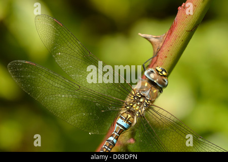 Migrationshintergrund Hawker Libelle (Aeshna Mixta) Nahaufnahme von männlich ruht, Barnes, England, September Stockfoto