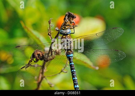 Migrationshintergrund Hawker Libelle (Aeshna Mixta) Nahaufnahme von männlich ruht, Barnes, England, September Stockfoto