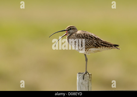 Regenbrachvogel (Numenius Phaeopus) Erwachsenen gehockt Zaunpfahl, mit der Aufforderung, Island, Juni Stockfoto