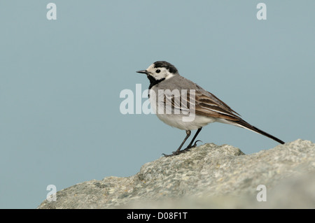 Bachstelze (Motacilla Alba Alba) stehen auf Felsen, im Sommer Zucht Gefieder, Island, Juni Stockfoto