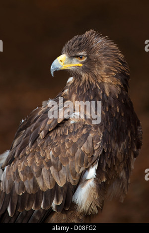 Tawny Adler Stockfoto