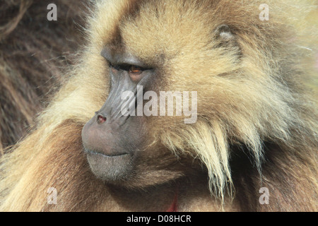 Afrika, Äthiopien, Simien Berge, männlichen Gelada Affen Theropithecus gelada Stockfoto