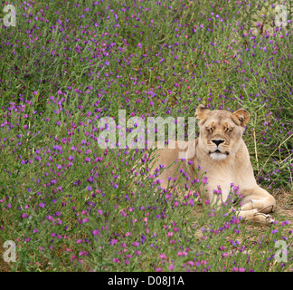 Löwin (Panthera Leo) in der Sonne im Drakenstein Lion Park, Klapmuts in Cape Winelands. Stockfoto