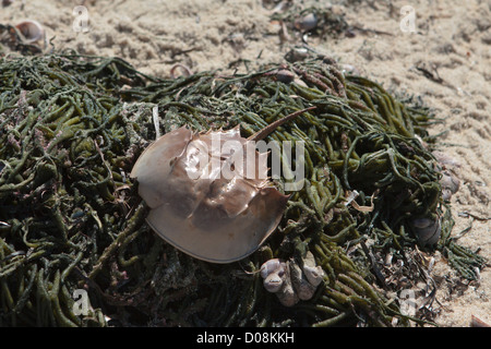 Atlantische Horseshoe Crab angespült am Ufer des Cape Cod Massachusetts USA Stockfoto