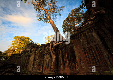 Ein Baum wächst von oben nach unten die Seiten eines Tempels Wand an der Ruinen in Angkor Wat Siem Reap, Kambodscha, Unesco Weltkulturerbe Stockfoto