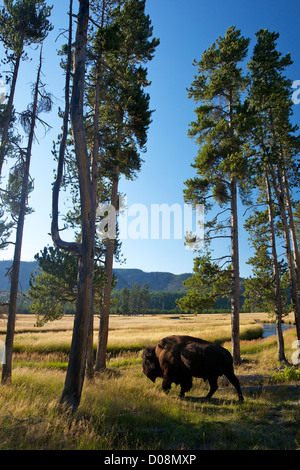 Amerikanischer Bison oder Büffel, Bison Bison Firehole River Valley, Yellowstone-Nationalpark, Wyoming, USA Stockfoto