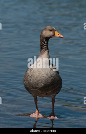 Graugans Gans stehend im seichten Wasser Stockfoto