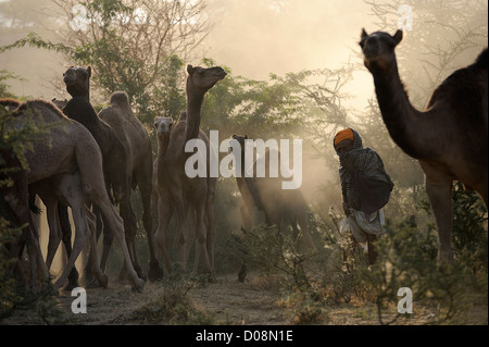 Kamel Herder Wandern mit Kamelen in Richtung Pushkar Camel Fair Stockfoto