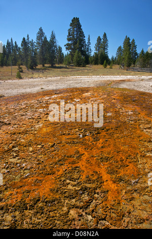 Geothermie-Formationen und Farben erstellt durch mikrobielle Aktivität und Mineralvorkommen, West Thumb Geyser Basin, Yellowstone NP Stockfoto