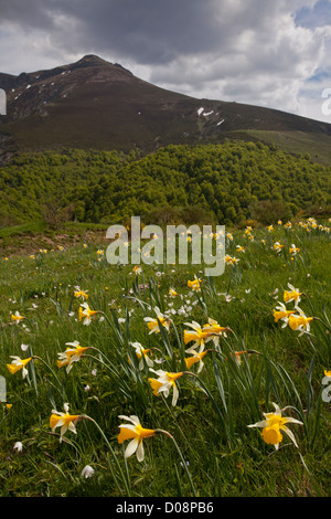 Wilde Narzissen (Narcissus Pseudonarcissus SSP Nobilis), San Glorio pass (Puerto de San Glorio) auf 1600m, Picos de Europa, Spanien Stockfoto