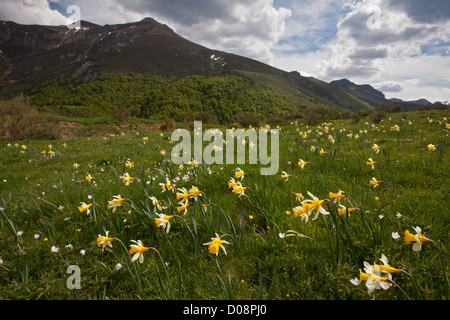 Wilde Narzissen (Narcissus Pseudonarcissus SSP Nobilis), San Glorio pass (Puerto de San Glorio) auf 1600m, Picos de Europa, Spanien Stockfoto