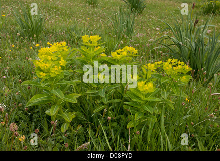 Irische Wolfsmilch (Euphorbia Hyberna) in Blüte Stockfoto