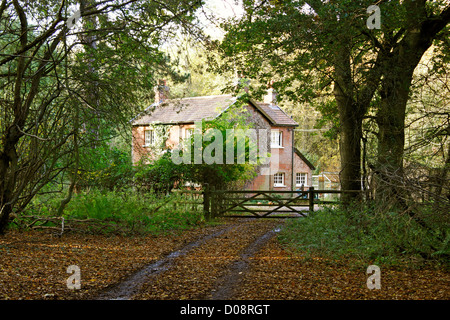 HAUS IM WALD. HATFIELD FOREST ESSEX IM HERBST. Stockfoto