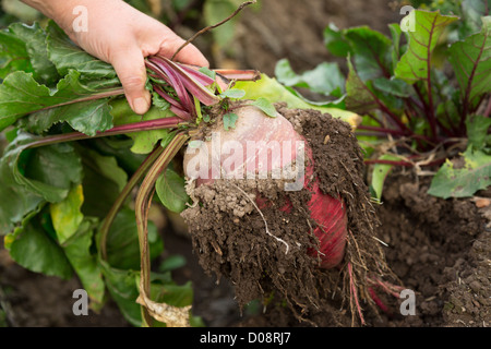 Hand ziehen junge rote Bete Stockfoto