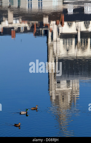 ENTEN AUF DEM WASSER ÜBER DIE REFLEXION DER KATHEDRALE SAINT-LOUIS IN FRANZÖSISCHEN LOIRE BLOIS LOIR-ET-CHER (41) Stockfoto