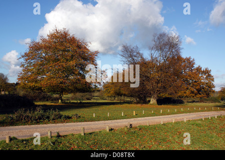 ALTEN HERBST EICHEN UND HAINBUCHEN IN HATFIELD FOREST ESSEX. QUERCUS ROBUR UND CARPINUS BETULUS. Stockfoto