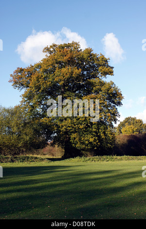 QUERCUS CERRIS. ALTEN TÜRKEI EICHE WÄCHST IN HATFIELD FOREST ESSEX. Stockfoto