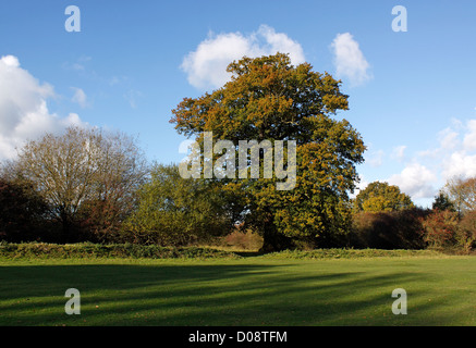 QUERCUS CERRIS. ALTEN TÜRKEI EICHE WÄCHST IN HATFIELD FOREST ESSEX. Stockfoto