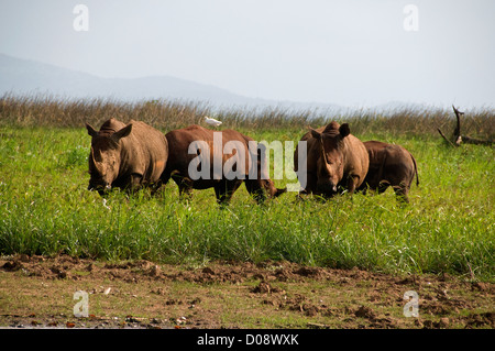 Rhino finden sich oft in der Nähe des Lake Jozini Küste im gesamten Phongolo Game Reserve in KwaZulu Natal, Südafrika. Stockfoto