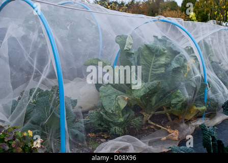 Garten-Vlies als Frostschutz auf einer Zuteilung Stockfoto