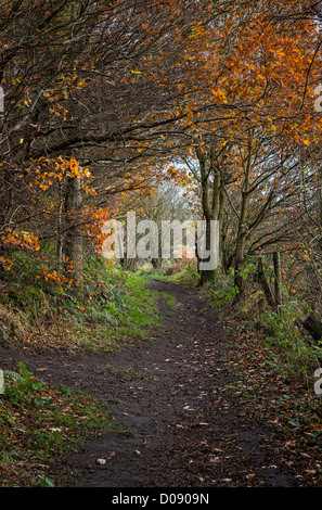 Herbst in der Grafschaft Durham Stockfoto