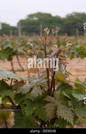 Dornfelder Reben wachsen in Biddenden Vineyards, Biddenden, Ashford, Kent, England. Stockfoto