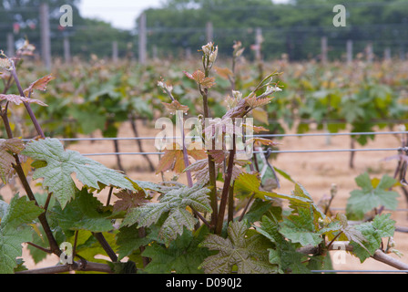 Dornfelder Reben wachsen in Biddenden Vineyards, Biddenden, Ashford, Kent, England. Stockfoto