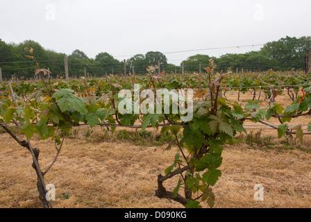 Dornfelder Reben wachsen in Biddenden Vineyards, Biddenden, Ashford, Kent, England. Stockfoto