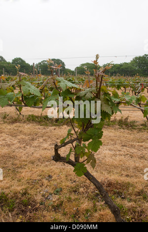 Dornfelder Reben wachsen in Biddenden Vineyards, Biddenden, Ashford, Kent, England. Stockfoto