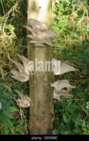 Kultivierte Austernpilz (Pleurotus Ostreatus) wächst auf einer imprägnierten Buche-log Stockfoto