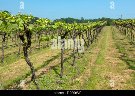 Reben wachsen in Biddenden Vineyards, Biddenden, Ashford, Kent, England. Stockfoto