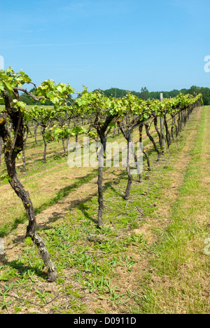 Reben wachsen in Biddenden Vineyards, Biddenden, Ashford, Kent, England. Stockfoto