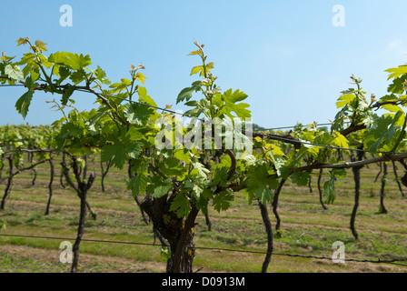 Reben wachsen in Biddenden Vineyards, Biddenden, Ashford, Kent, England. Stockfoto