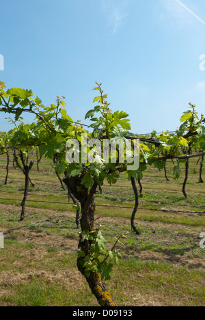 Reben wachsen in Biddenden Vineyards, Biddenden, Ashford, Kent, England. Stockfoto